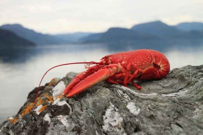 How long do lobsters survive outside of water